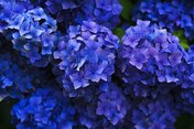 Blue_Flowers