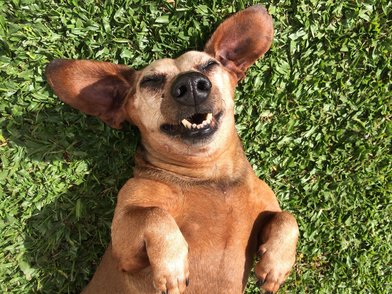 Funny Dog