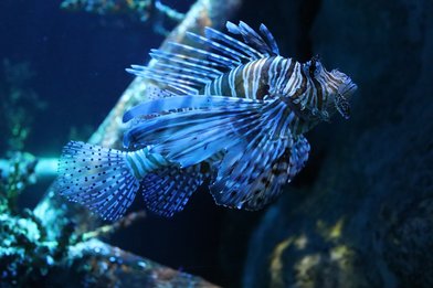 blue_fish