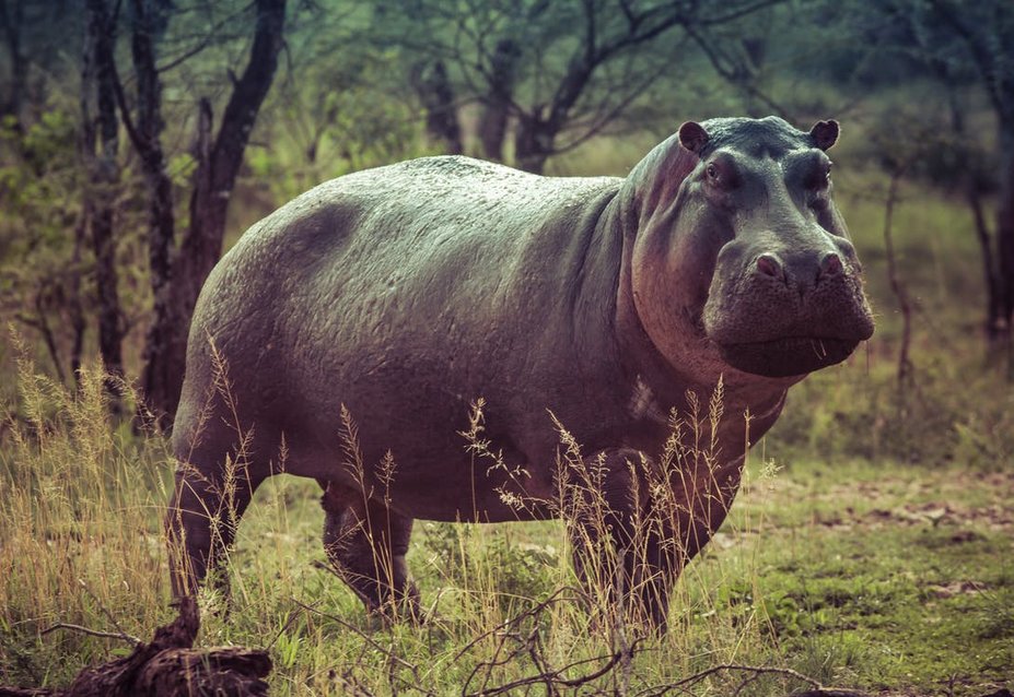hippo