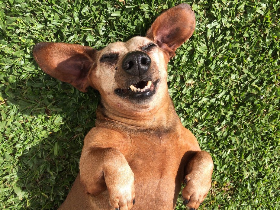Funny Dog