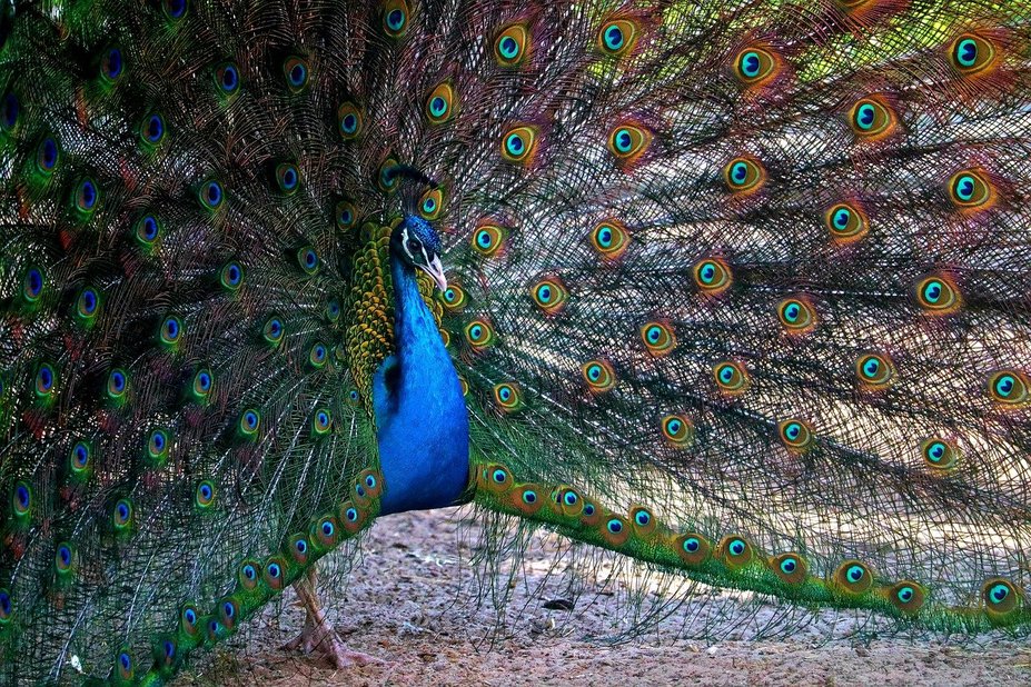 blue_peacock