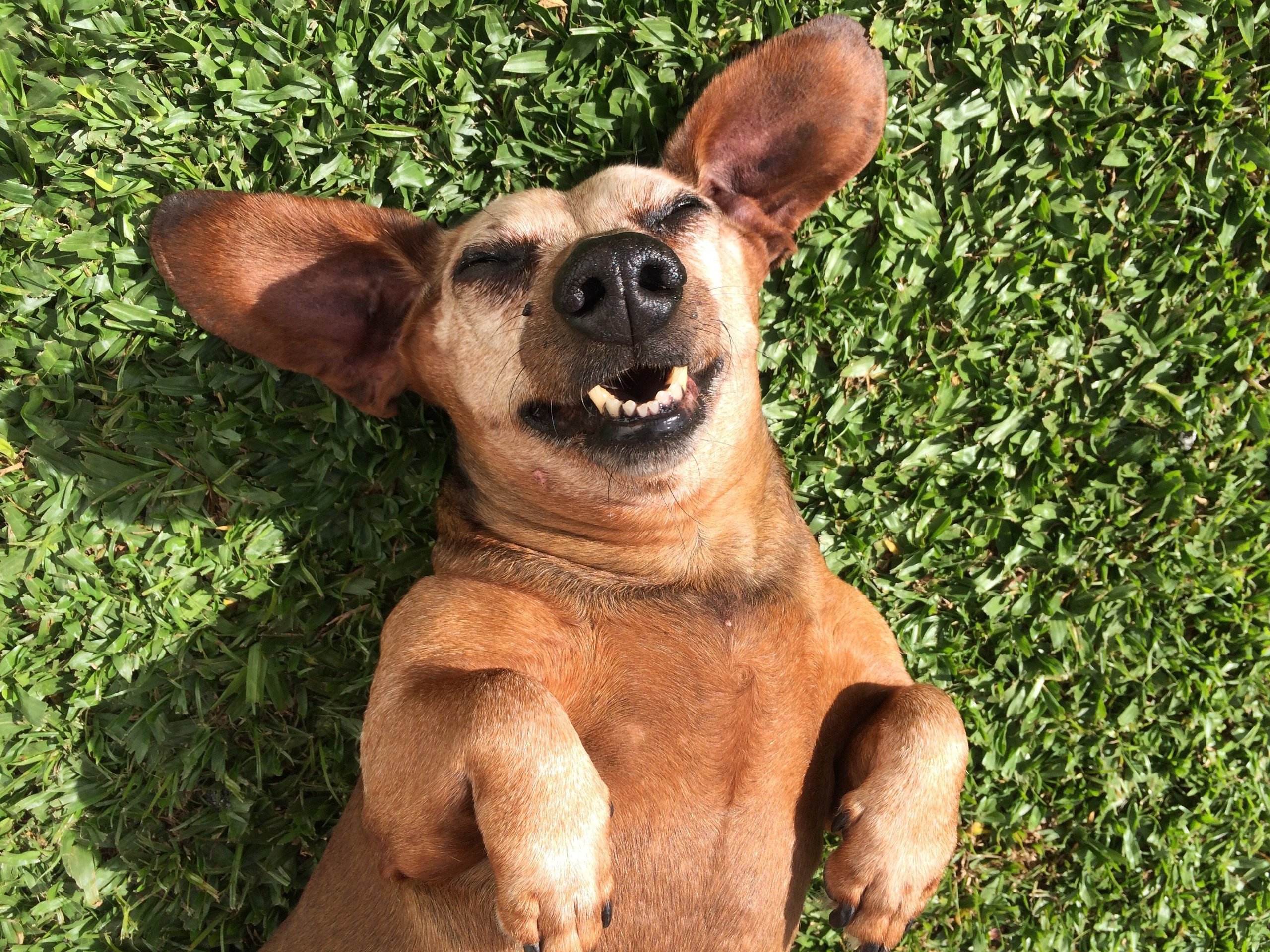 Funny Dog