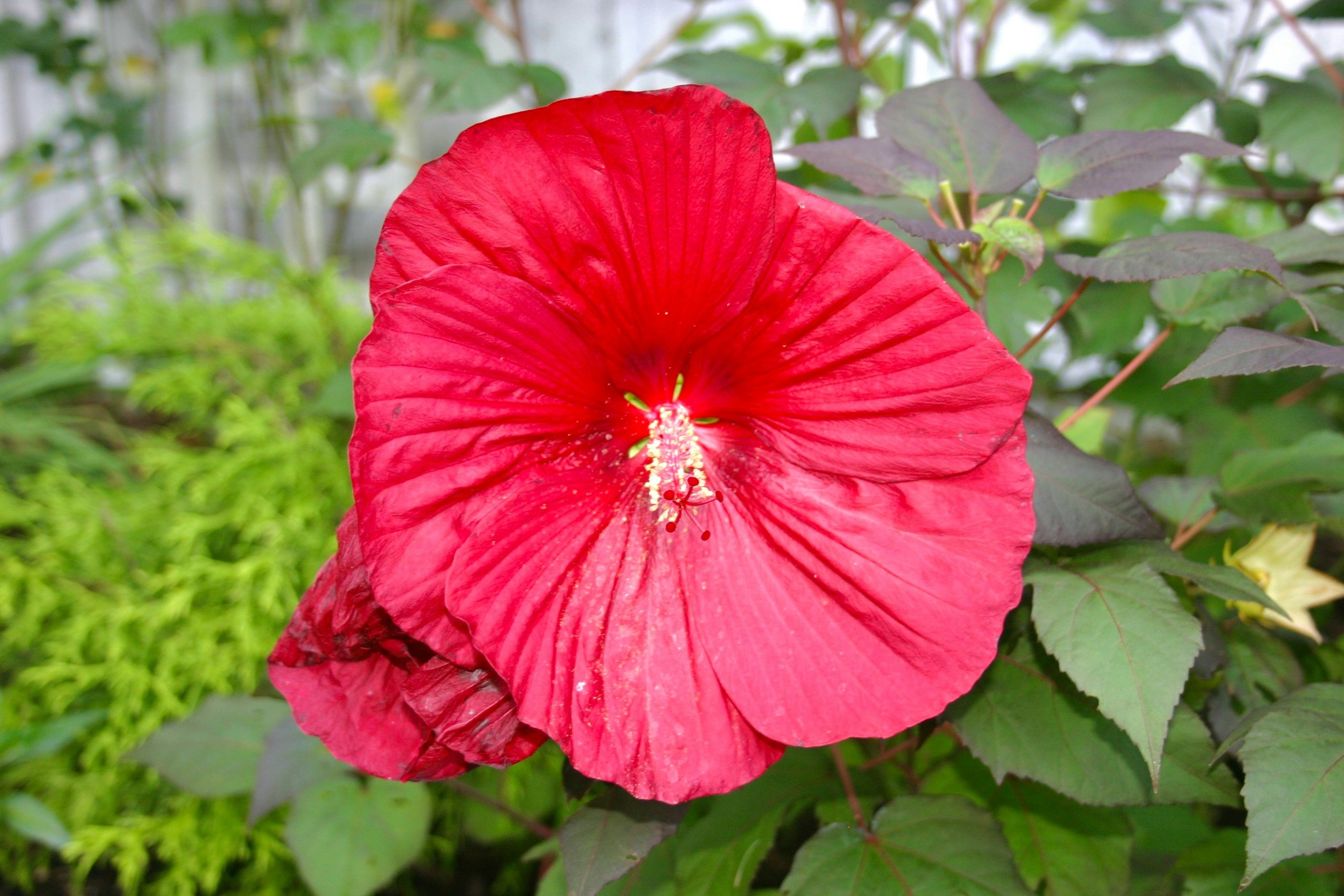 red-flower