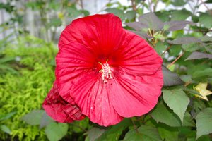 red-flower