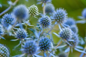 blue_eryngo