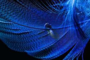 blue_feather