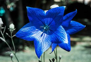 blue_flower
