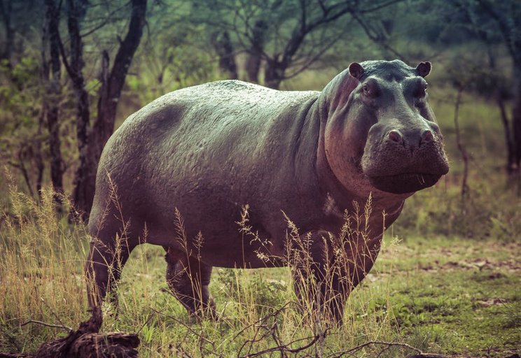 hippo
