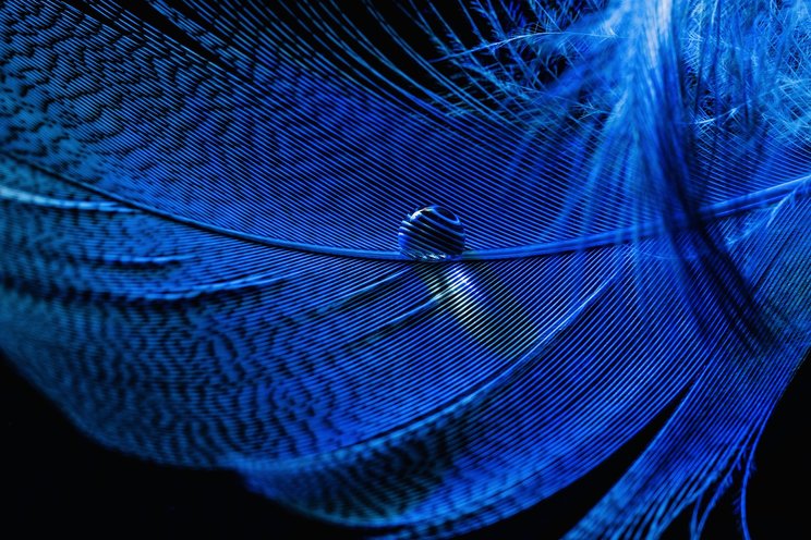 blue_feather