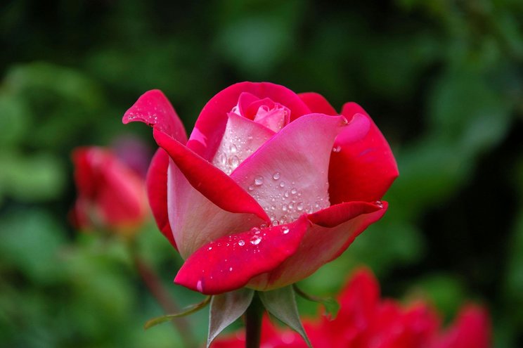 red-rose