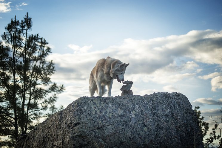 siberian