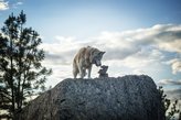siberian